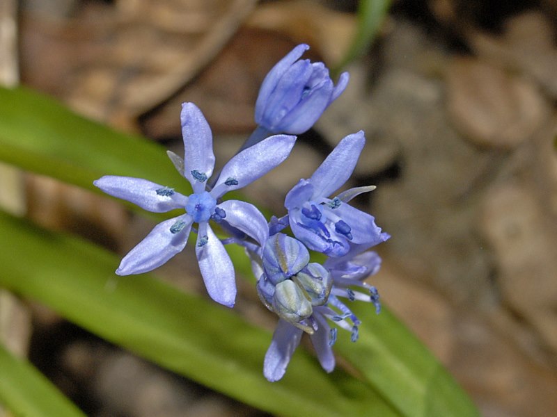 Hyacinthoides italica